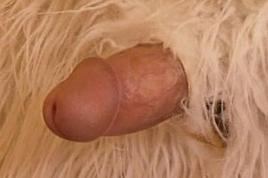 bdsm 3d